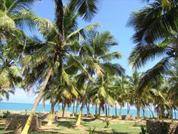 Scenic oceanside with palm trees in Ghana