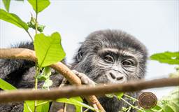 gorilla in Uganda.jpg