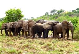 Group of elephants at Mole National Park