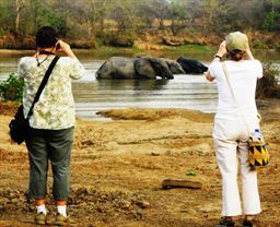 Watching elephants at Mole park