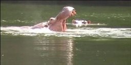 Hippo at Weichau Hippo Sanctuary in Ghana