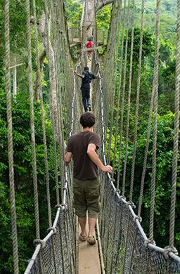 Rainforest canopy walkway at Kakum National Park