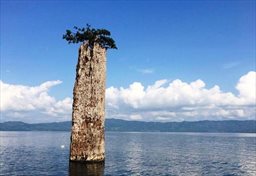 Lonely tree in Lake Bosumtwi