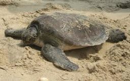 Marine turtle, Ghana