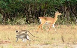 Monkey and Antelope at Mole park