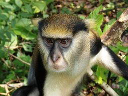 Mona monkey Ghana