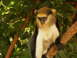 mona monkey in tree Ghana