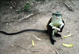 Mona monkey eating banana