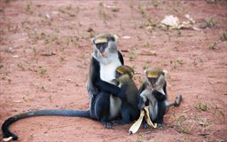 mona monkey with 2 babies