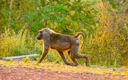 Monkey at Mole National Park