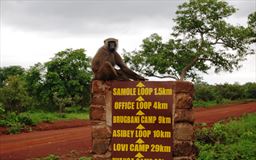 baboon in Ghana