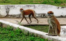 patas monkeys at Mole National Park