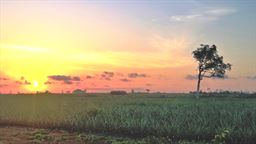 sunset with tree in Ghana