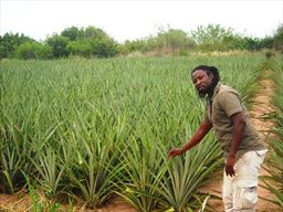 pineapple field in Ghana
