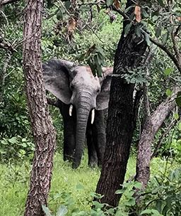 portrait elephant at mole national park