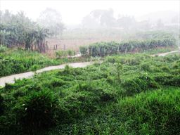 Rain in Ghana