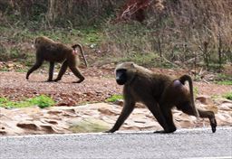 Baboon in Shai Hills 