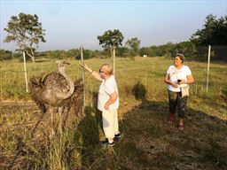 Ostrich at Shai Hills