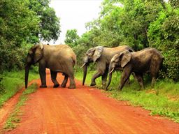3 elephants crossing dirt road