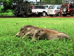 Three warthogs at safari assembly area