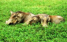 3 warthogs laying down
