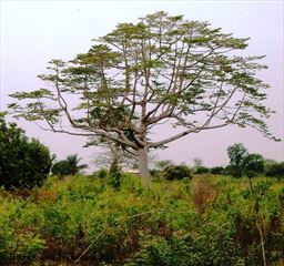 Tree in Ghana