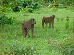 Two baboons in grass