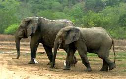 two elephants mole national park