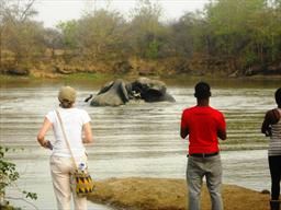 visitors watching elephants in watering hole
