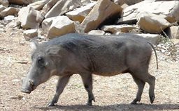 Warthog at Mole, Ghana
