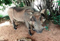 Warthog at Mole National Park