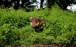 warthog in bush