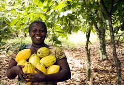 Cocoa Farm 