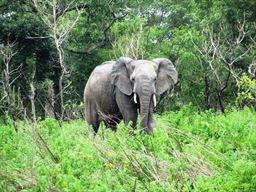 Young elephant at Mole National Park