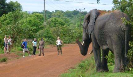 Safari watching elephant at Mole National Park